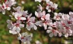 Prunus tomentosa -- Nanking Kirsche